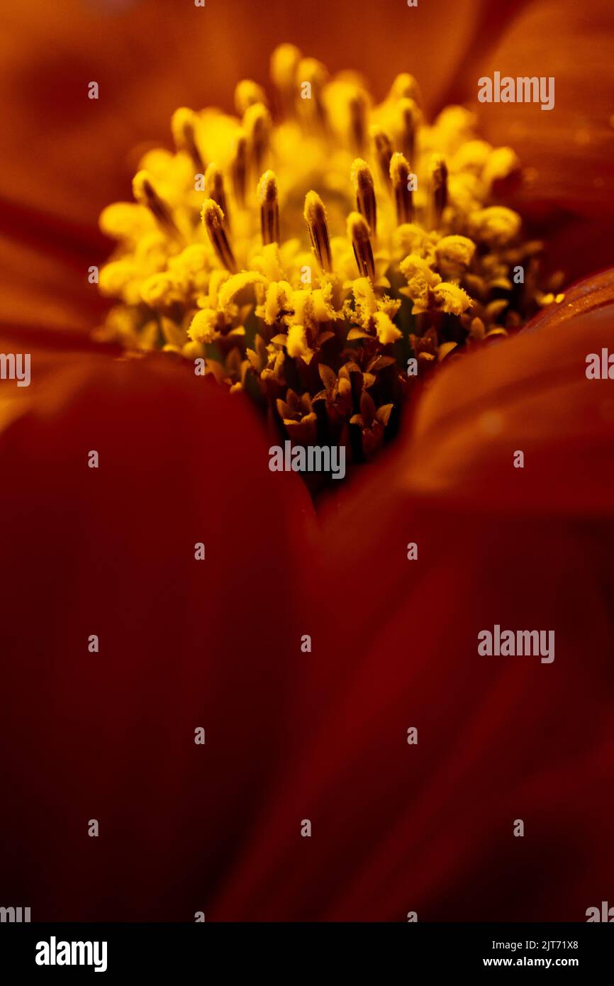 Macro photography reveals the pollen in clumps on a common zinnia flower (Zinnia elegans) Stock Photo