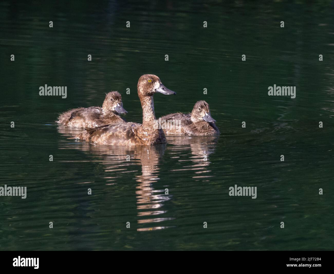 Lesser Scaup Female and Chicks in Alaska Stock Photo