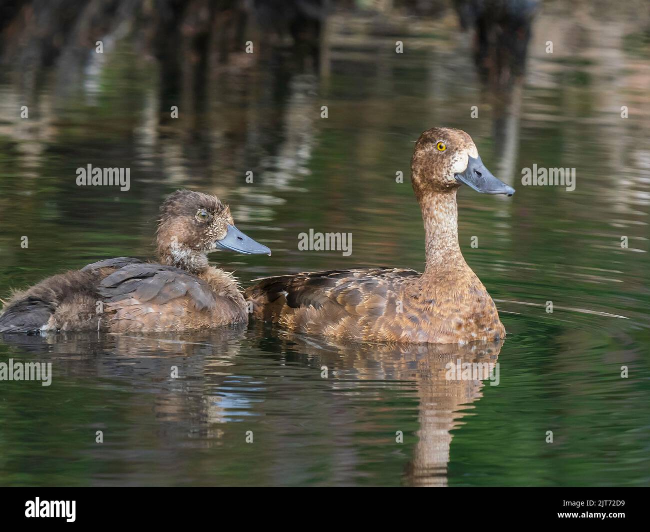Lesser Scaup Female and Chick in Alaska Stock Photo