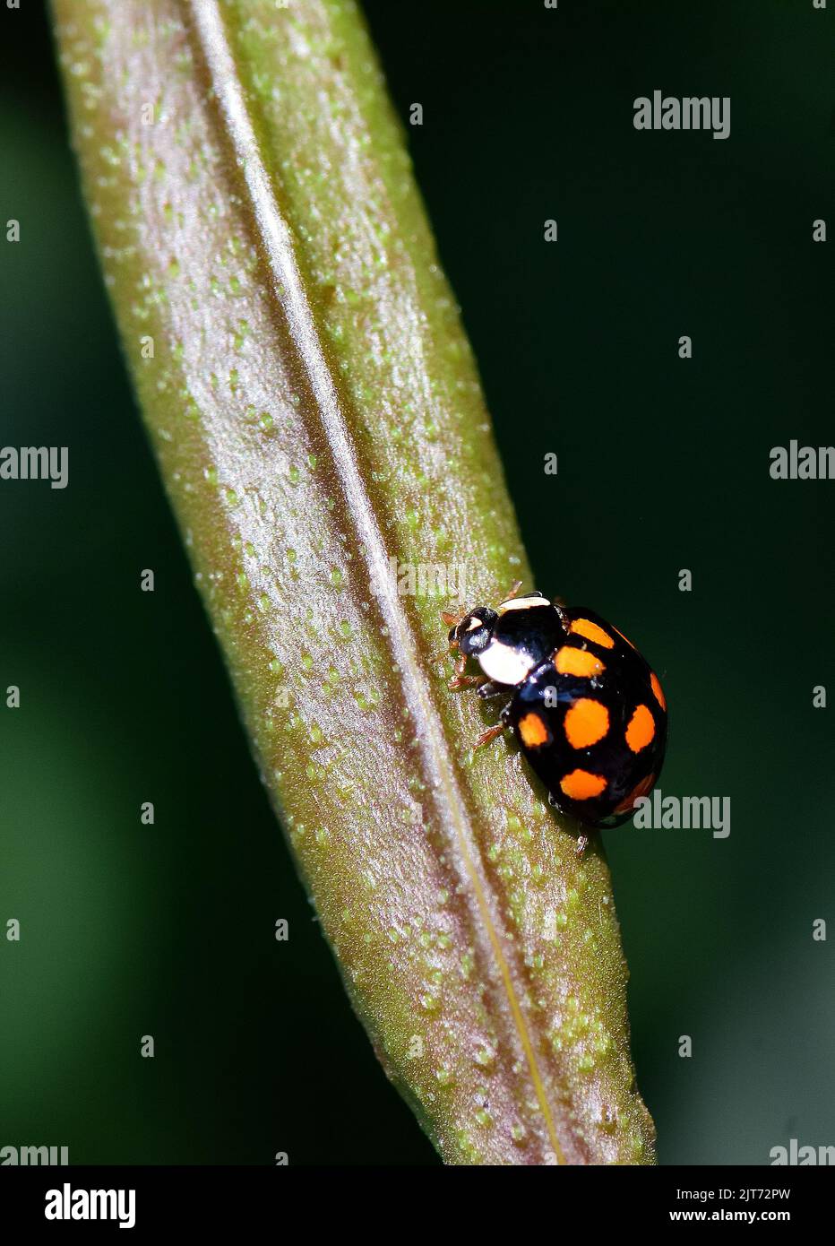 Hungarian Insect Budapest, Hungary, Magyarország, Europe Stock Photo - Alamy