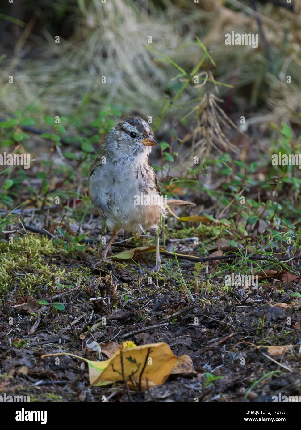 Male White-crowned Sparrow in Alaska Stock Photo