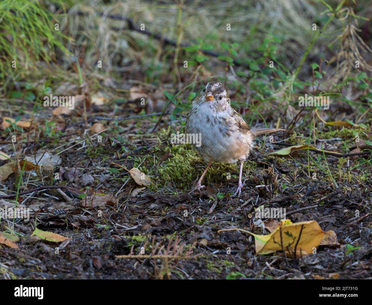 Male White-crowned Sparrow in Alaska Stock Photo