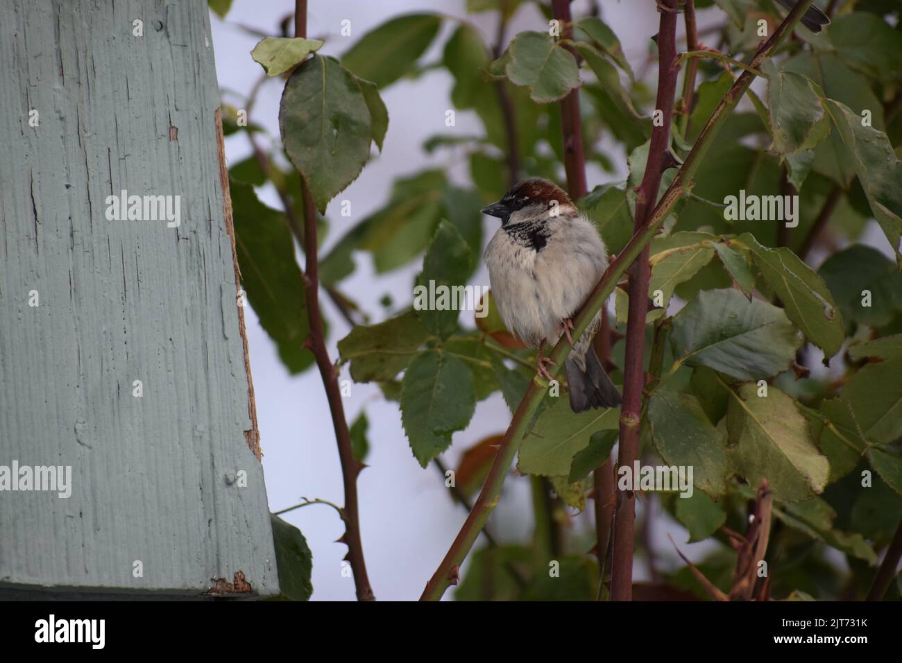 Male house sparrow perched on rose bush, Beacon Hill, Seattle Stock ...