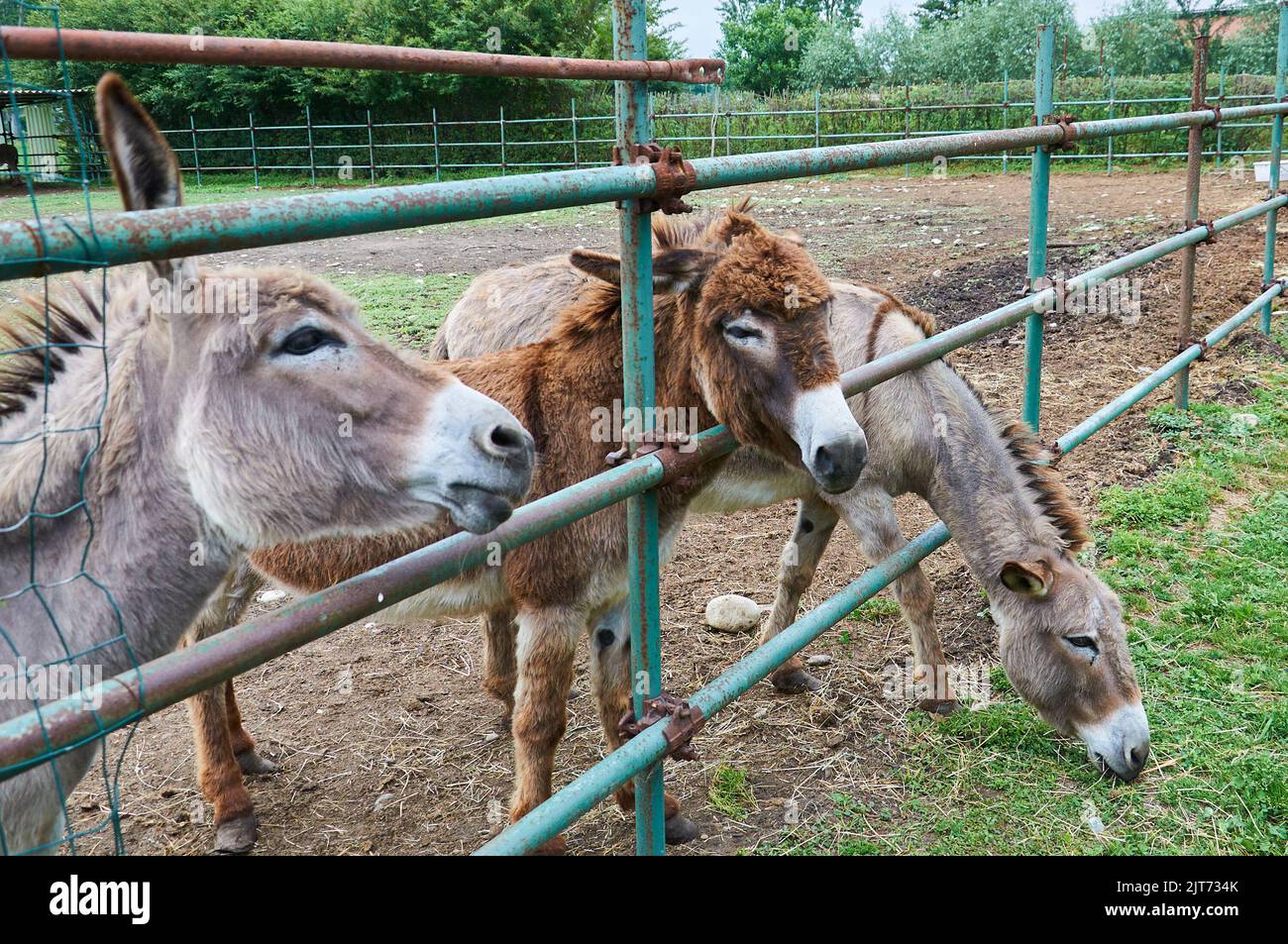 Donkeys in the enclosure eat grass and hay Stock Photo