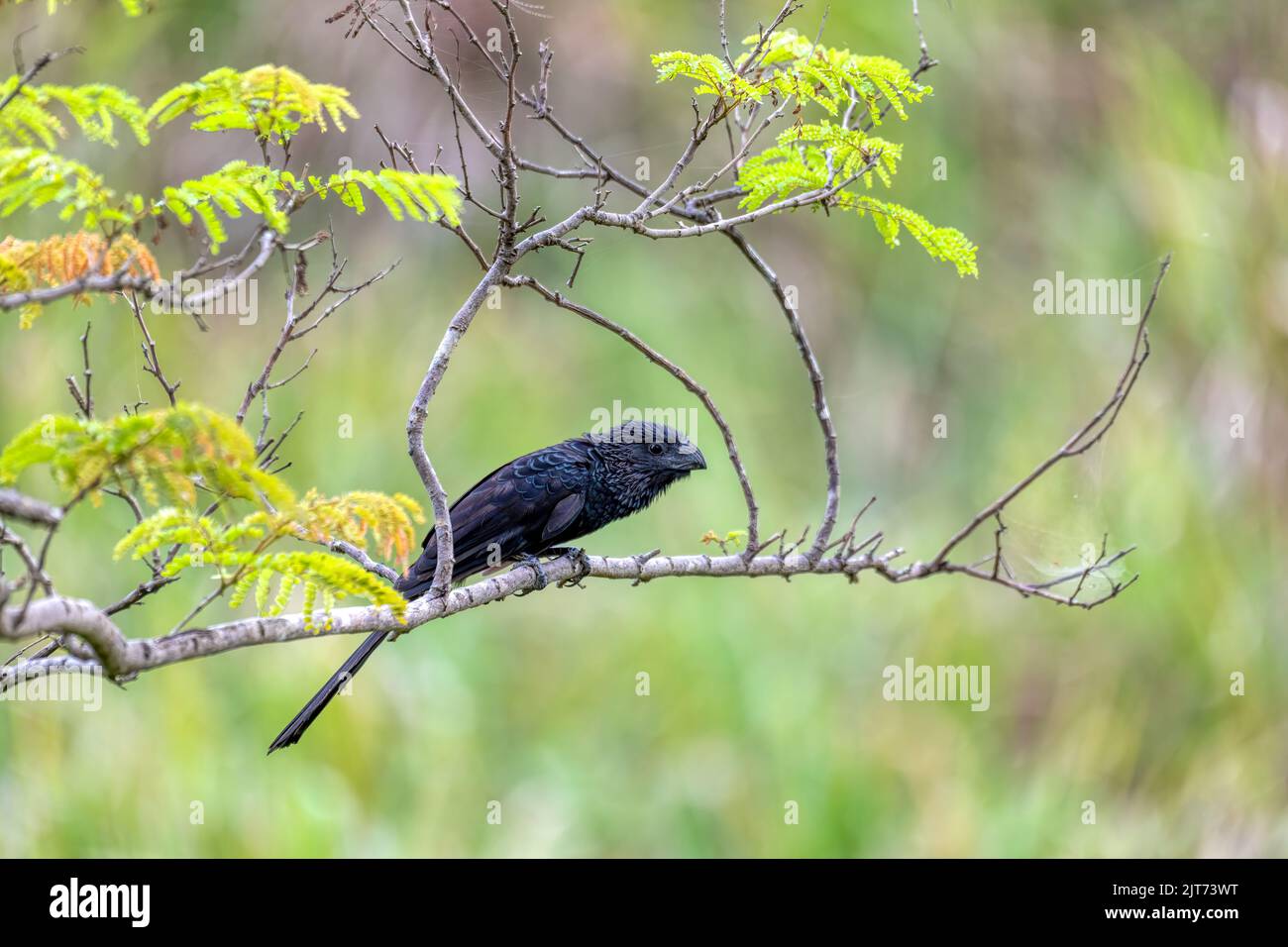 Black bird, groovebilled ani (Crotophaga sulcirostris), tropical bird