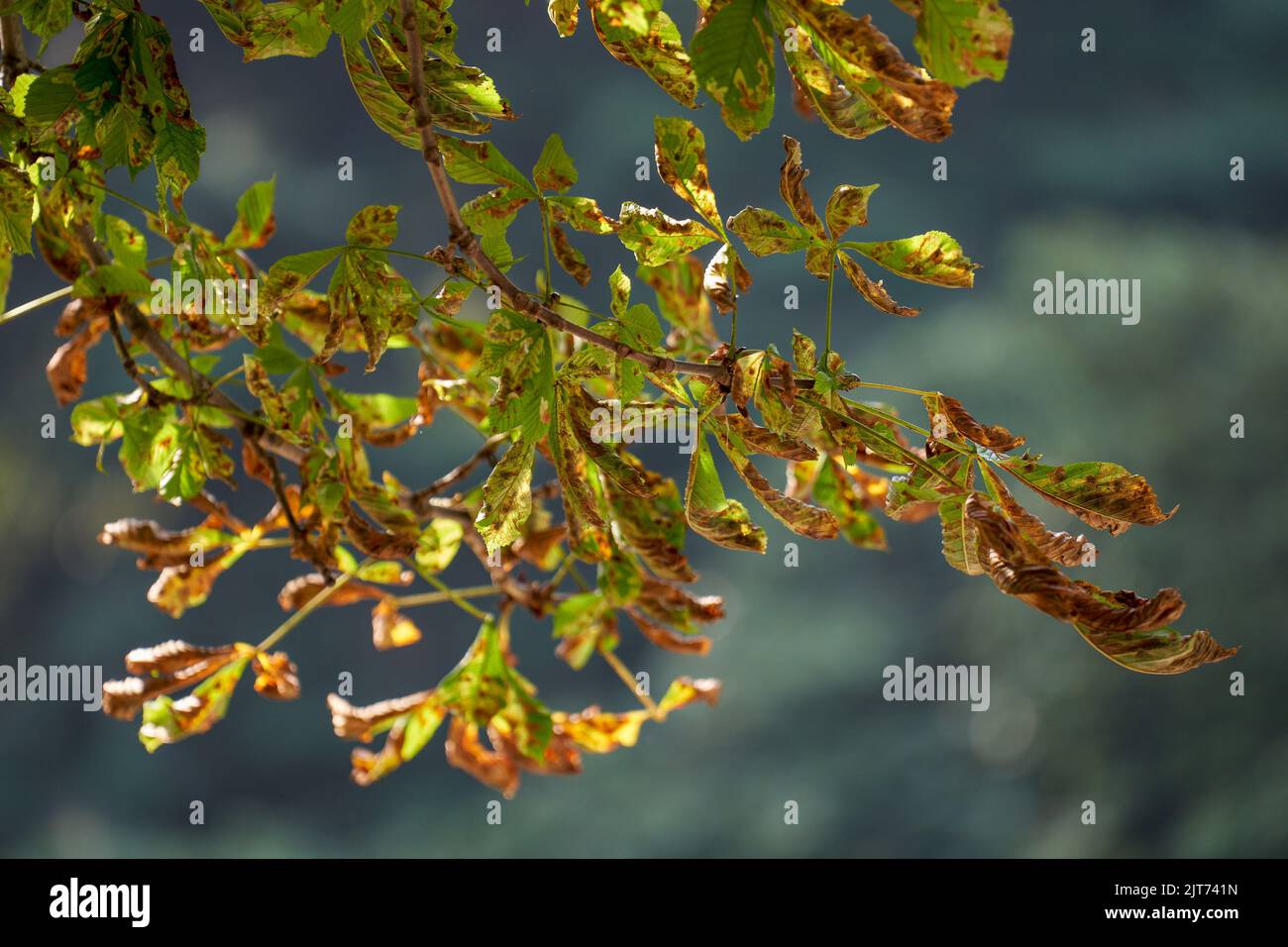 Horse chestnut tree leaves destroyed by The horsechestnut leaf miner