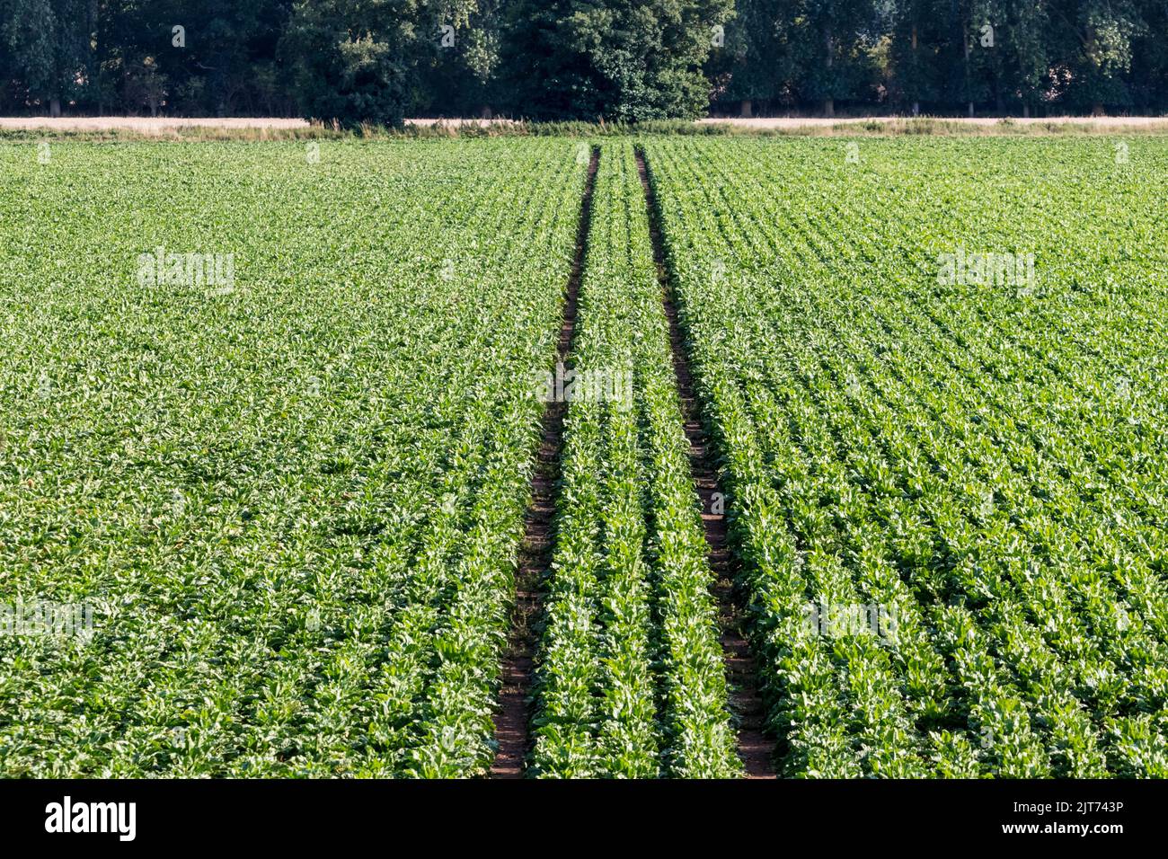 A field of sugar beet, Beta vulgaris subsp. vulgaris, growing in Norfolk. Stock Photo