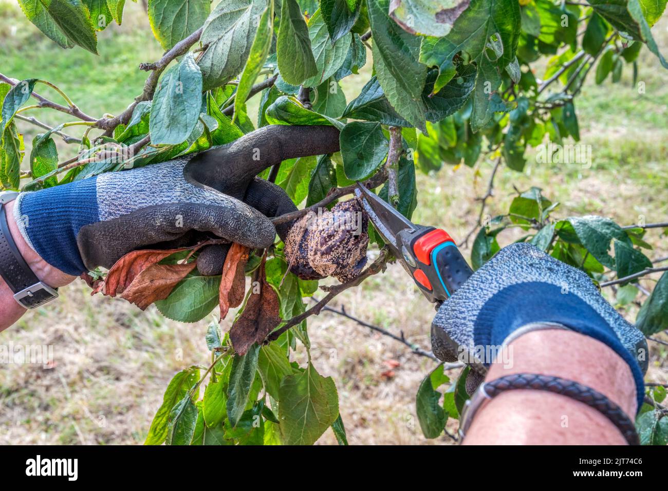 Plums with brown rot are removed from the tree to avoid future infection. Stock Photo