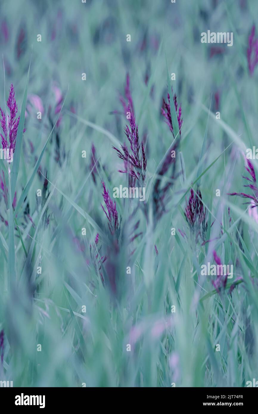 light green colored swamp or moor grass with purple stalks, molinia caerulea, pattern Stock Photo