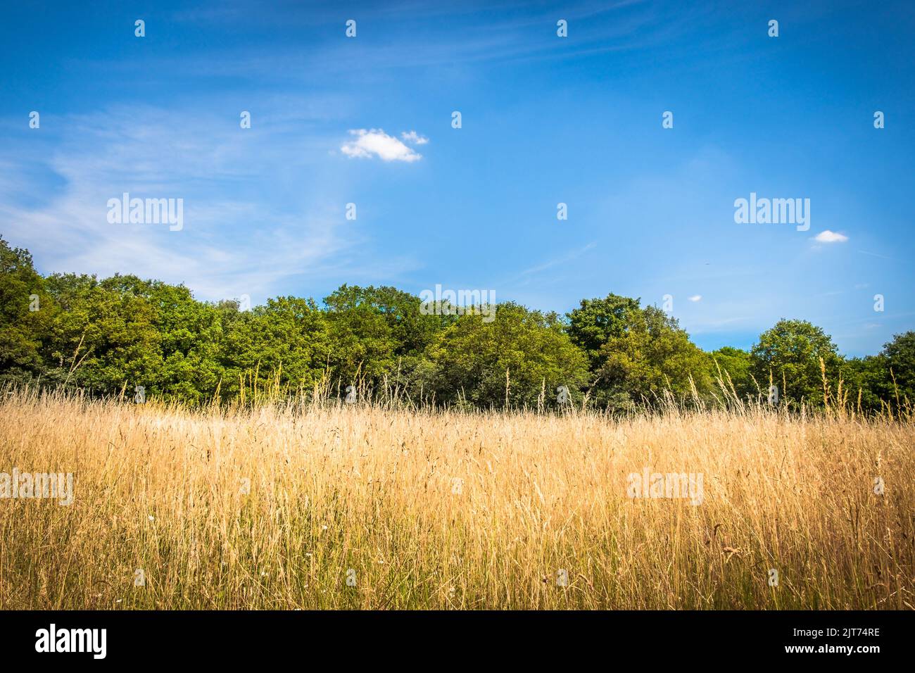 Dry long grass in a meadow of Wimbledon Common in summer 2022 Stock Photo