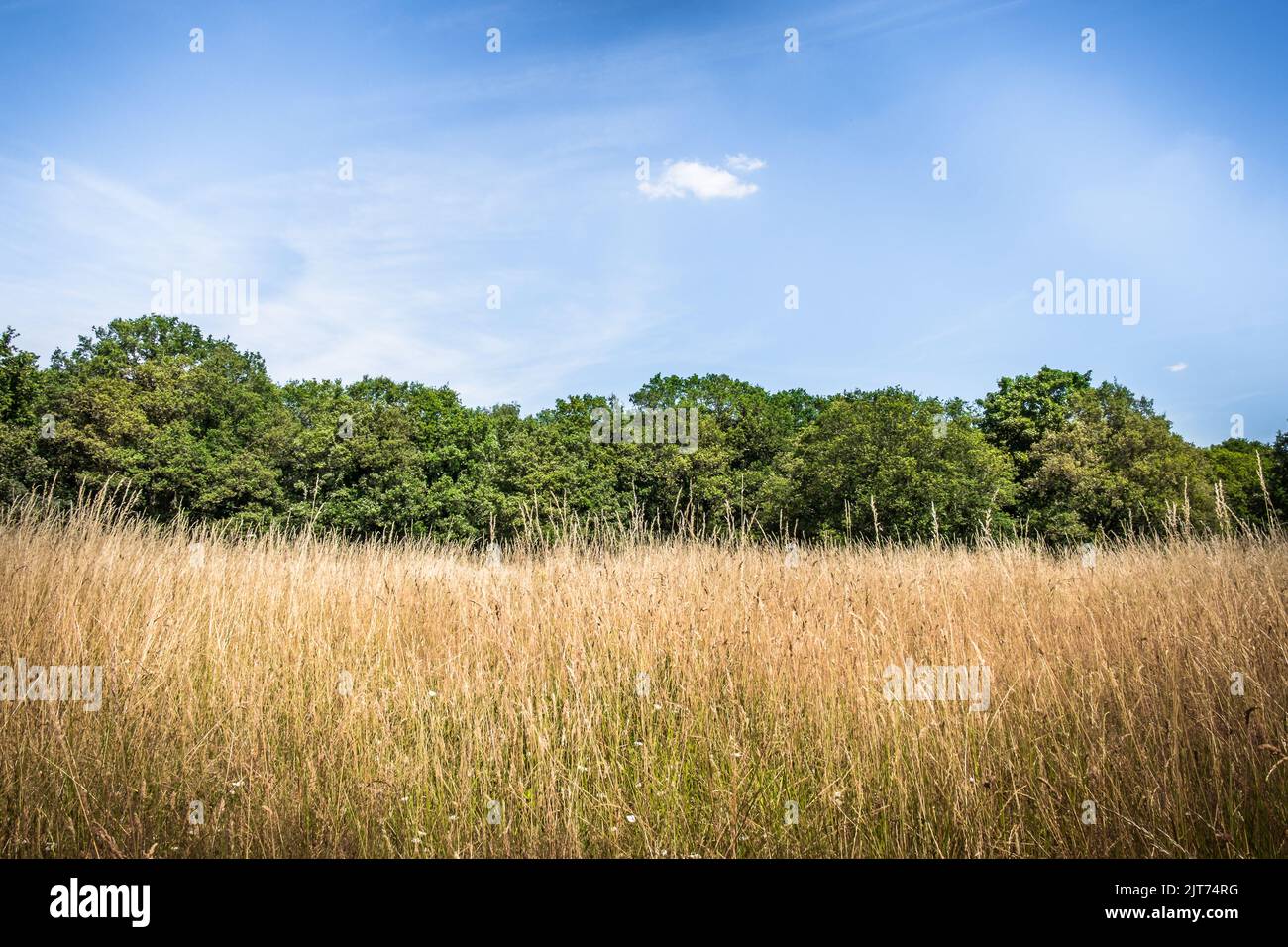 Dry long grass in a meadow of Wimbledon Common in summer 2022 Stock Photo