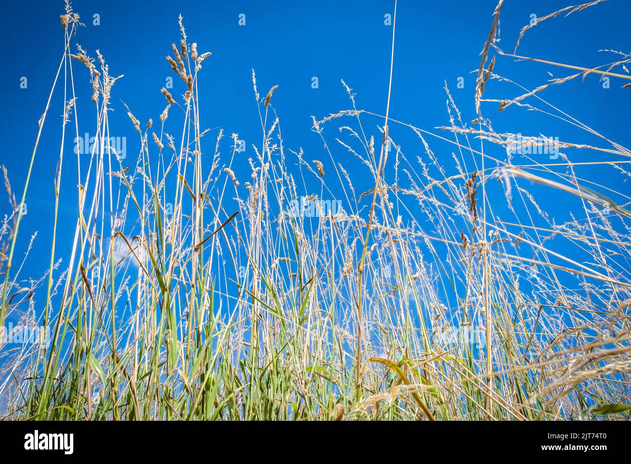 Close up of dry long grass in a meadow of Wimbledon Common in summer Stock Photo