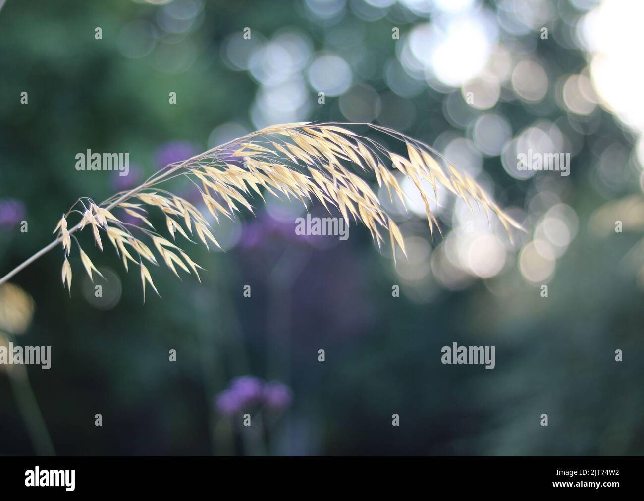 Ornamental grass in autumn against soft green blurred garden background Stock Photo