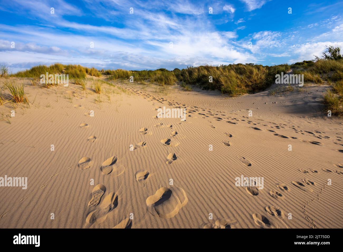 The sand dunes and footprints by the North Sea beach in the Netherlands ...