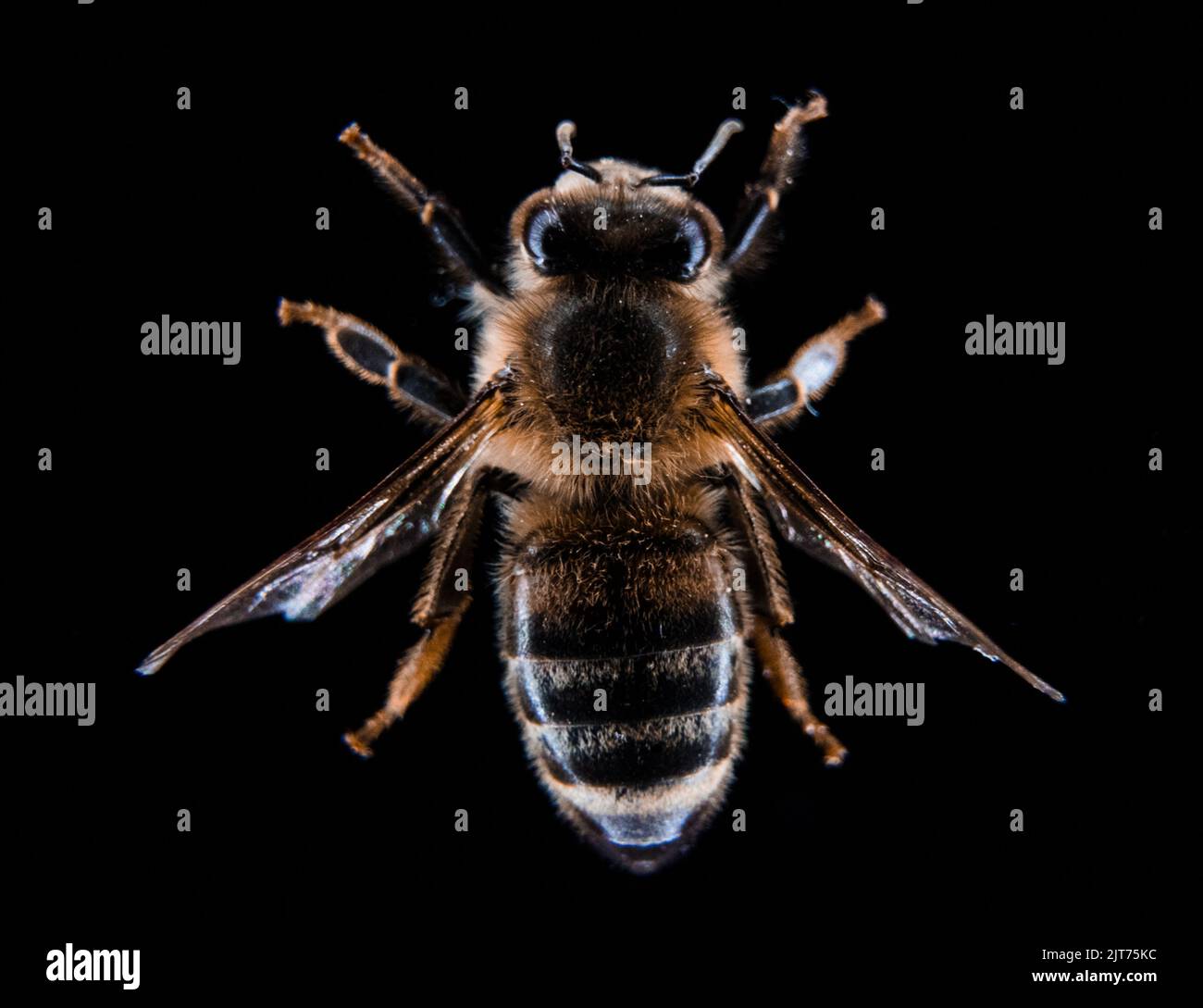 High detail macro photo of a bee Stock Photo - Alamy