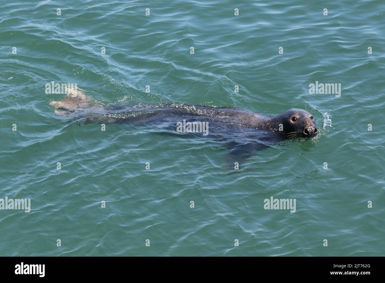 Gray seal swimming in turquoise waters of Chatham Harbor, Cape Cod, MA.  Viewed from the Fishing Pier Observation Deck. Stock Photo