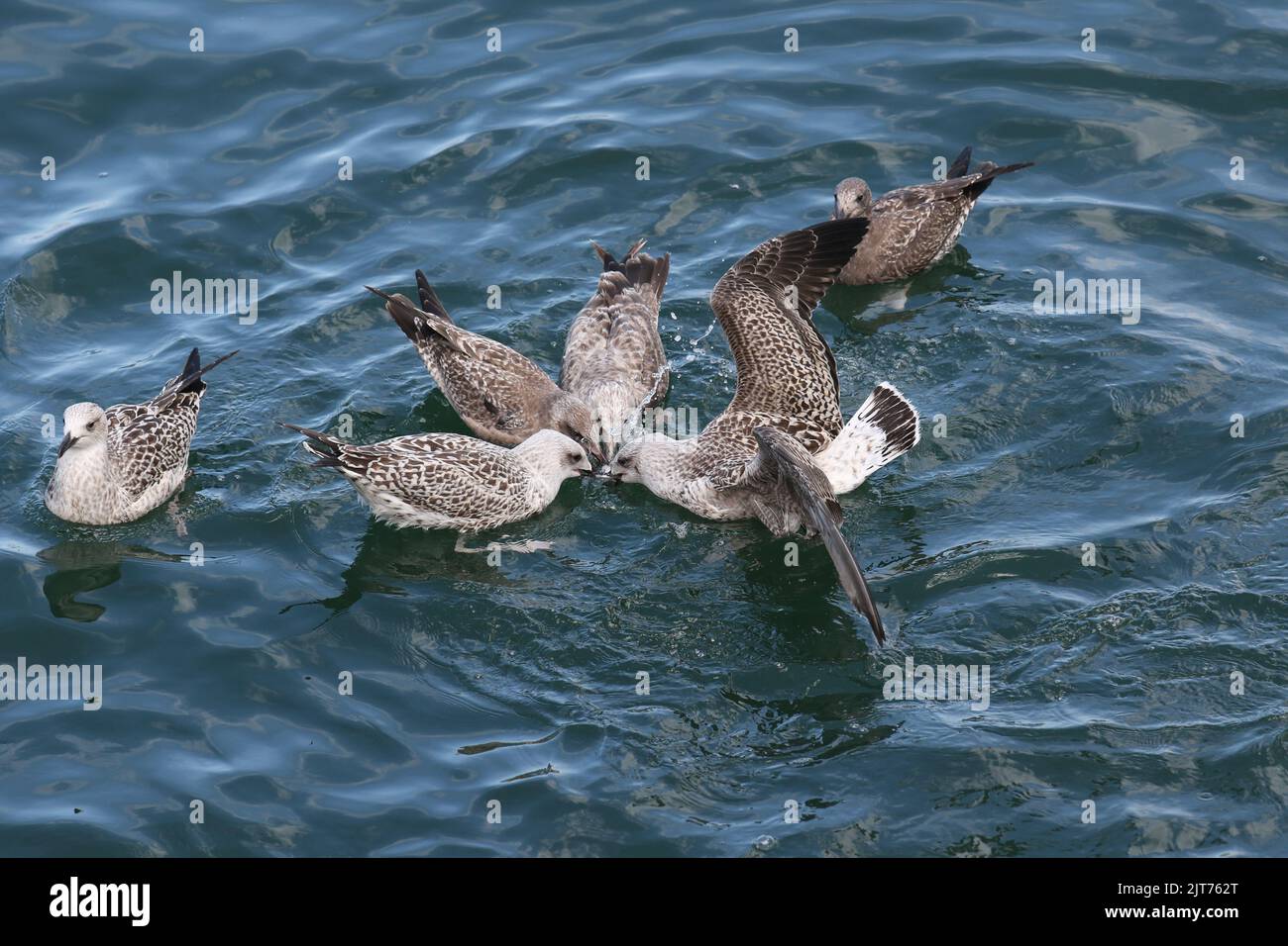 A group of hungry seagulls fighting over fish scraps at the Chatham Fishing Pier viewed from the observation deck Stock Photo