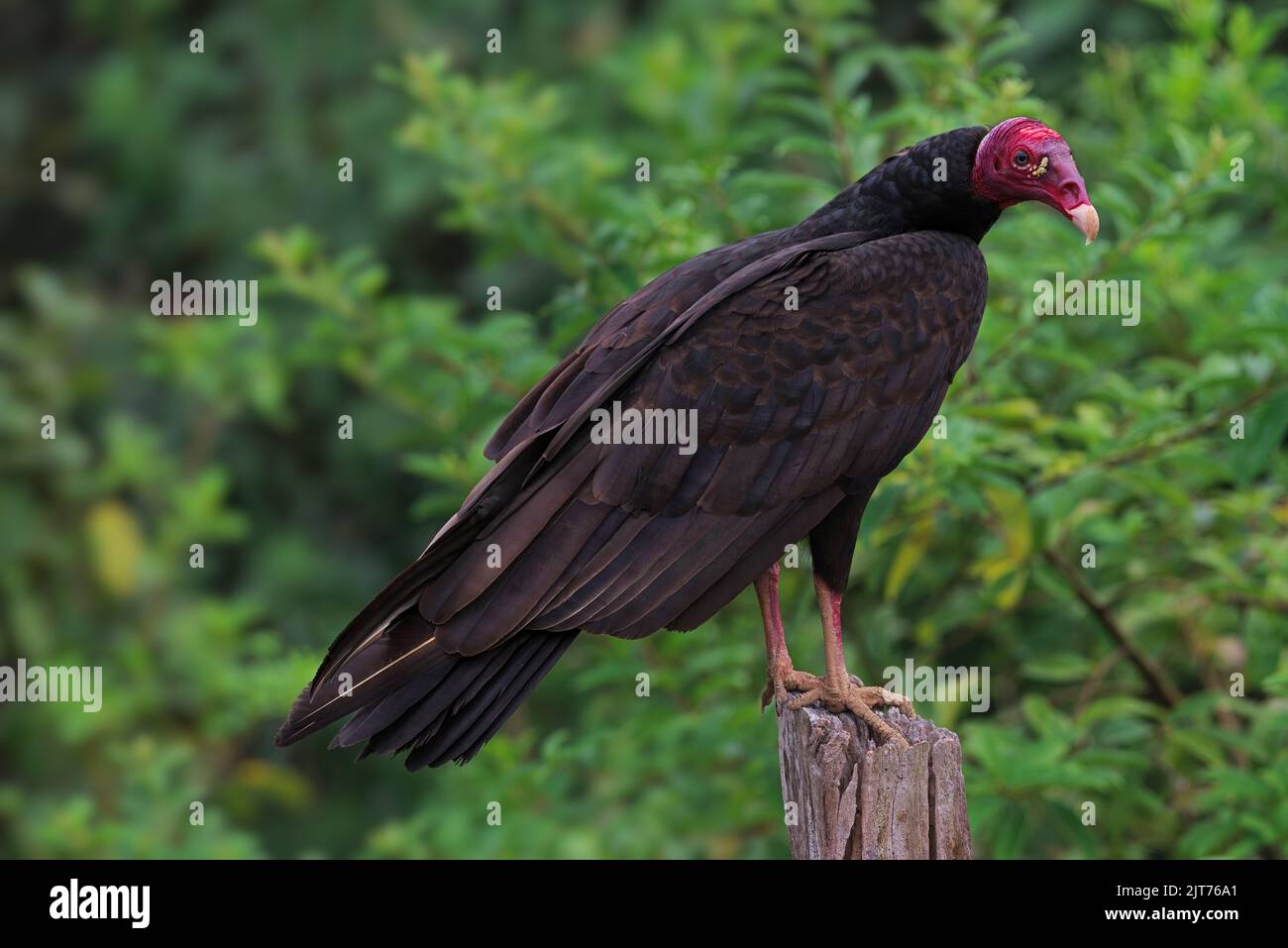 Turkey vulture, Cathartes aura, shown perched. Image taken in Chiriqui, Panama. Stock Photo