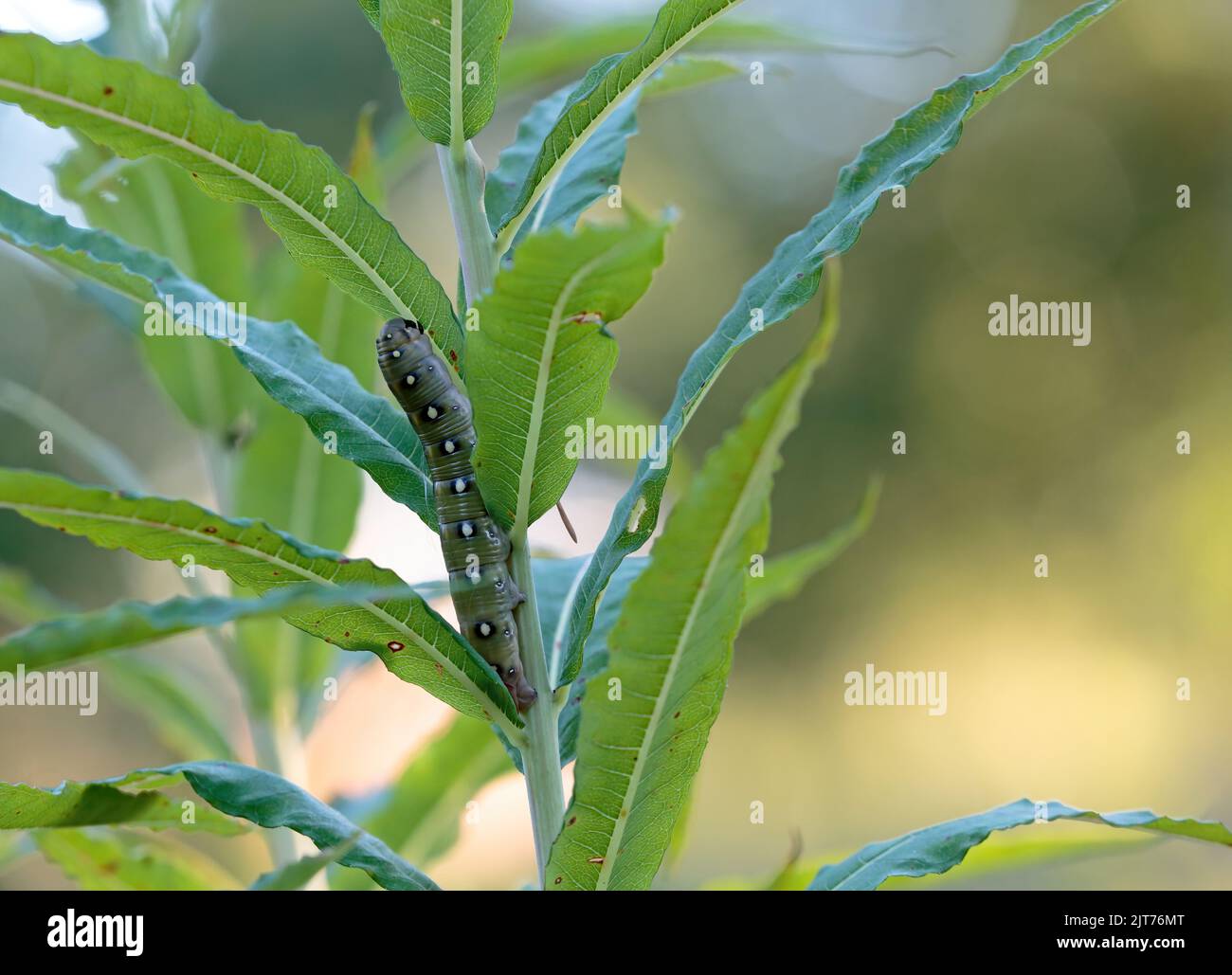 Caterpillar of hawk moth feeding on rosebay willow herb Stock Photo
