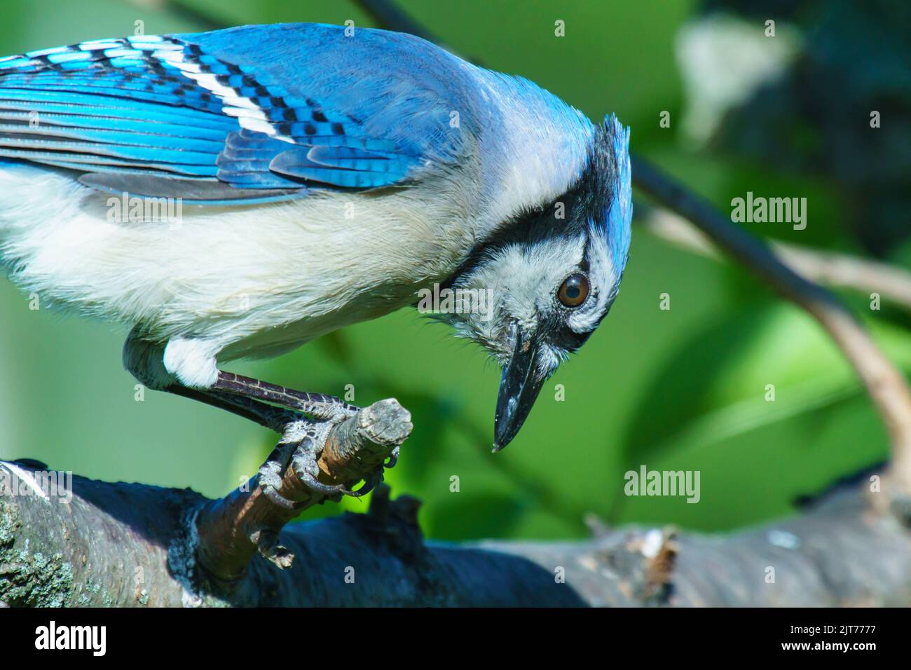 A closeup of blue jay isolated green nature background Stock Photo