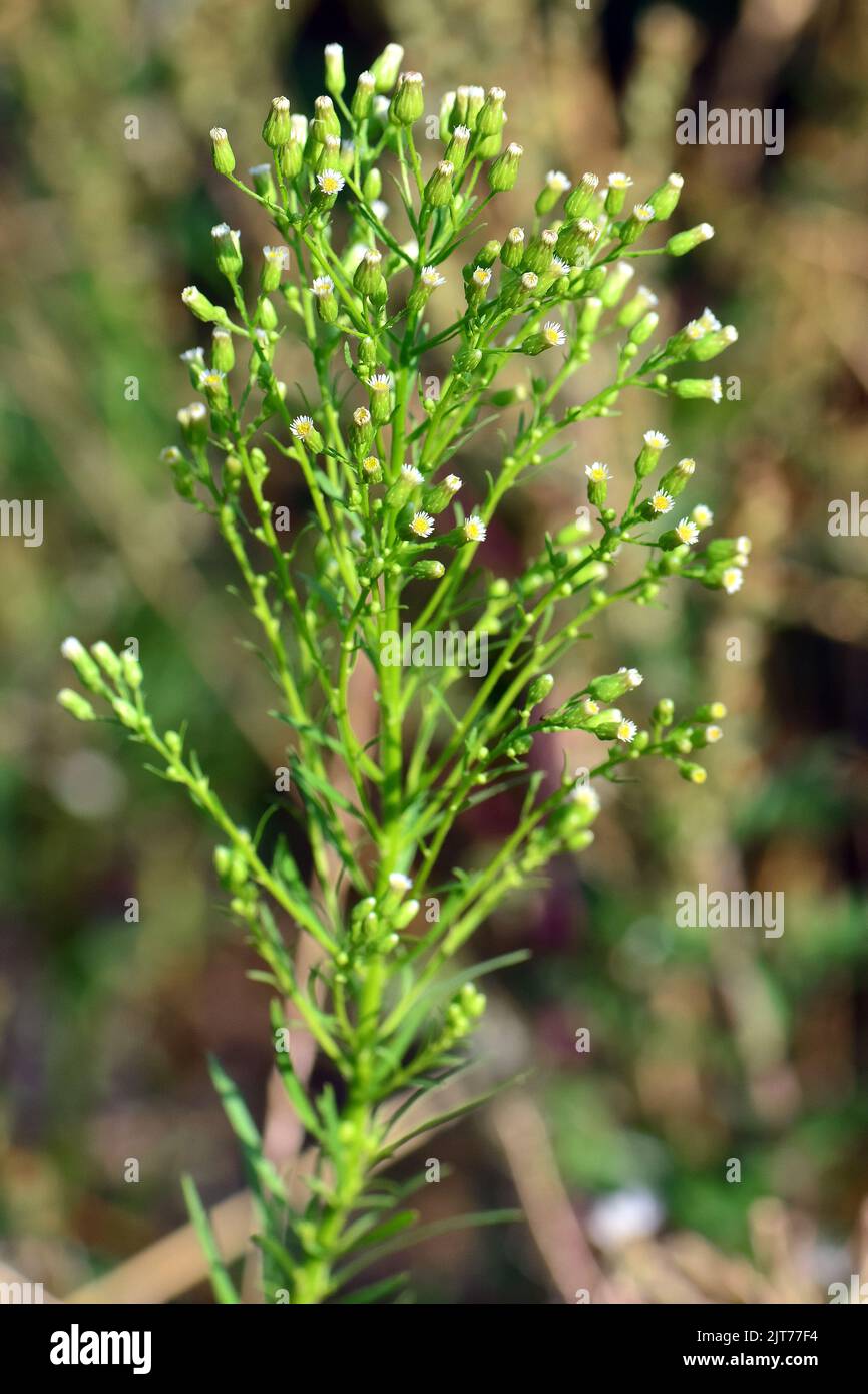 Canadian horseweed hi-res stock photography and images - Alamy