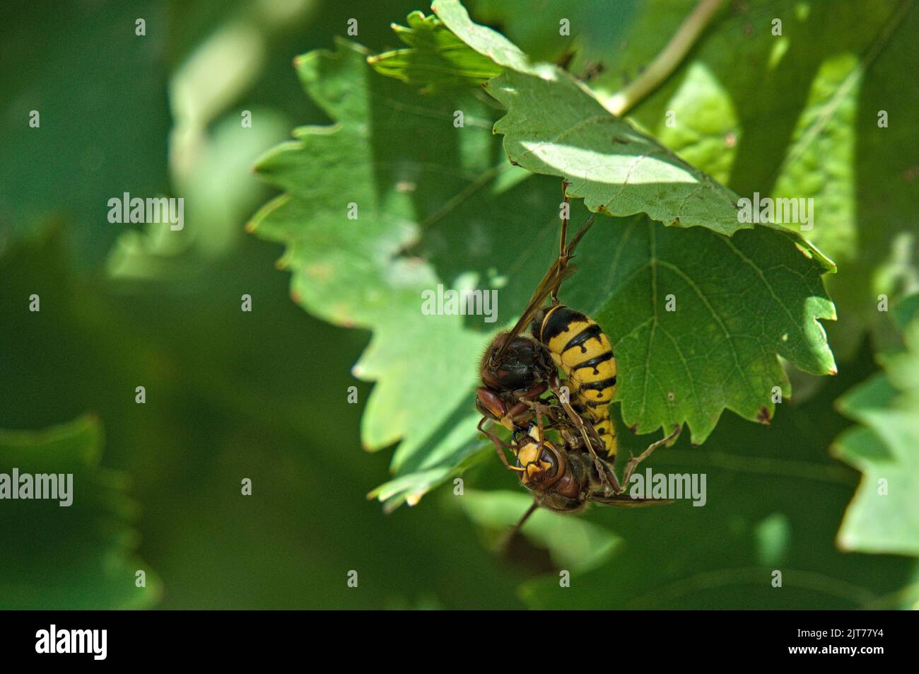 Two hornets in comment fighting before vine leaves Stock Photo