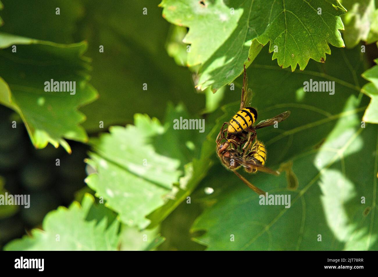 Two hornets in comment fighting before vine leaves Stock Photo