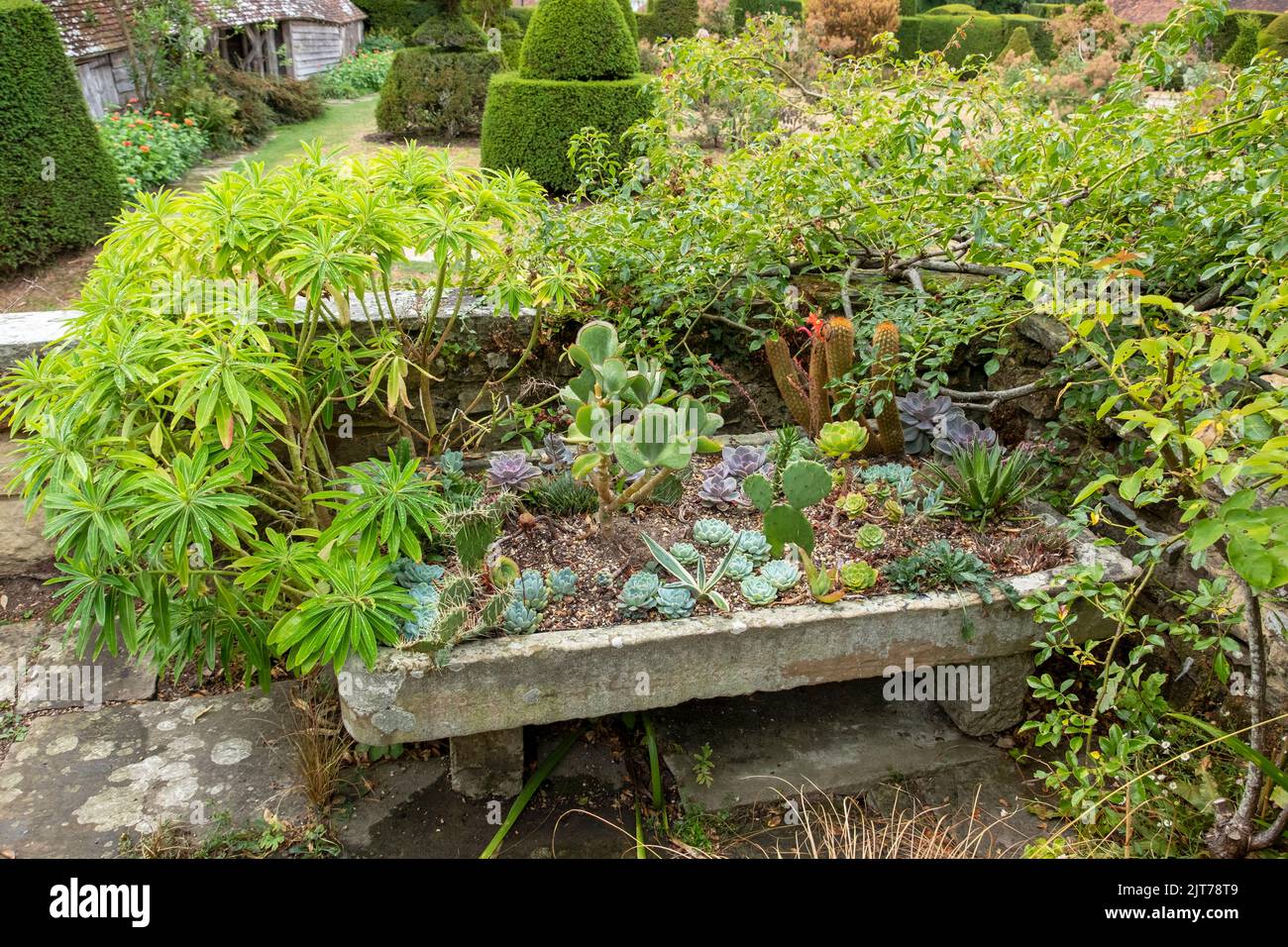 Garden feature, cacti and succulents in a stone trough at Great Dixter, Northiam, East Sussex, UK Stock Photo