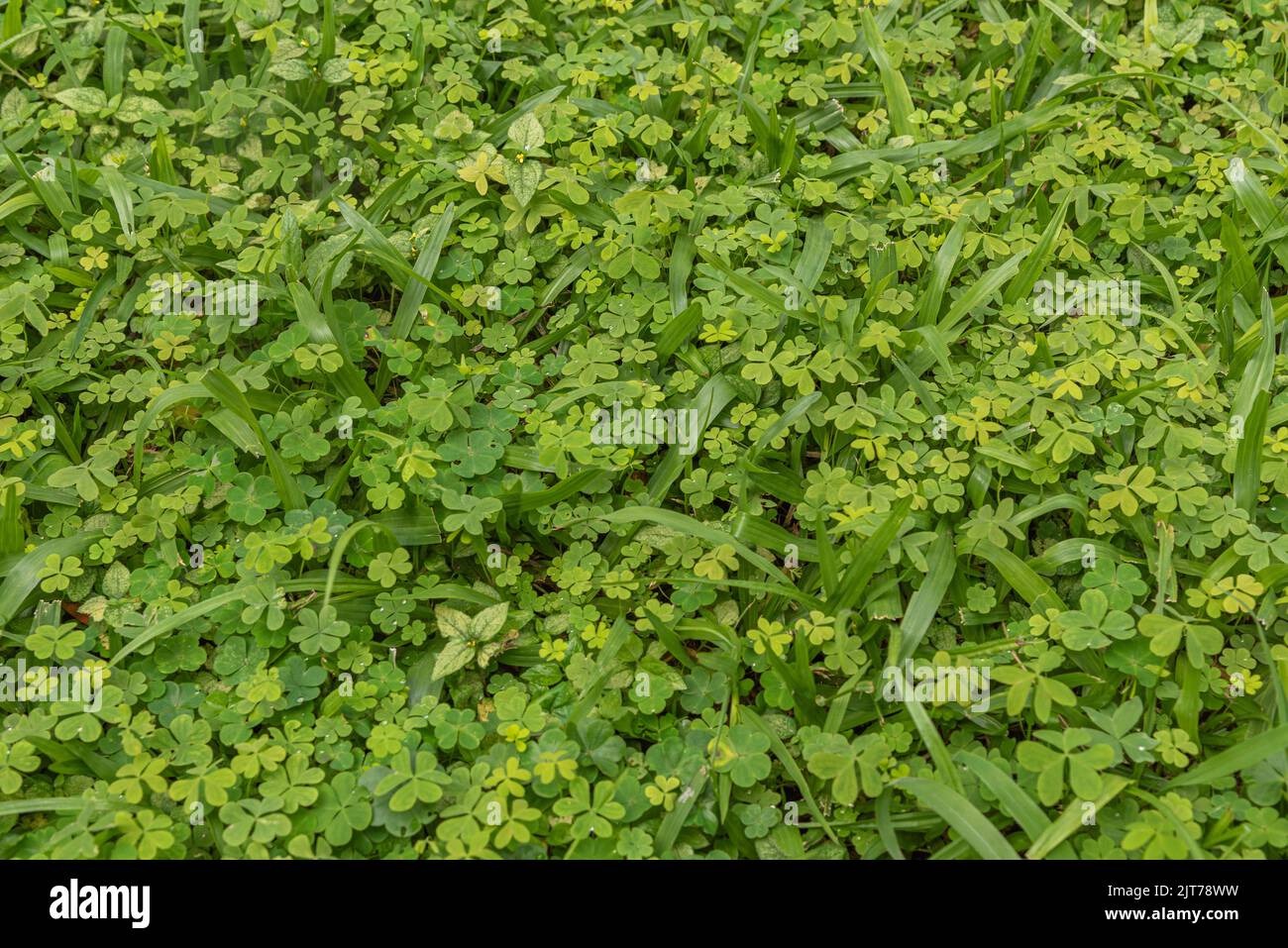 Clover infestation in garden grass. Clover (Trifolium sp.), of the legume family, has three species that are widely used as forage. Ornamental plant. Stock Photo