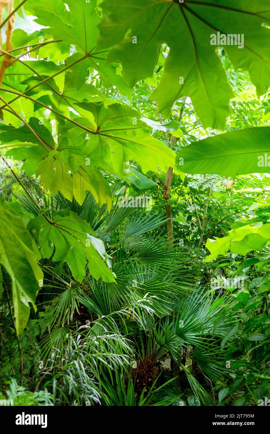 Tropical vegetation in the exotic garden at Great Dixter, Northiam, East Sussex, UK Stock Photo