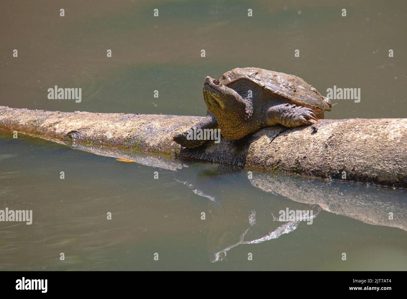 Snapping turtle sunning on a partially submerged log; Stock Photo