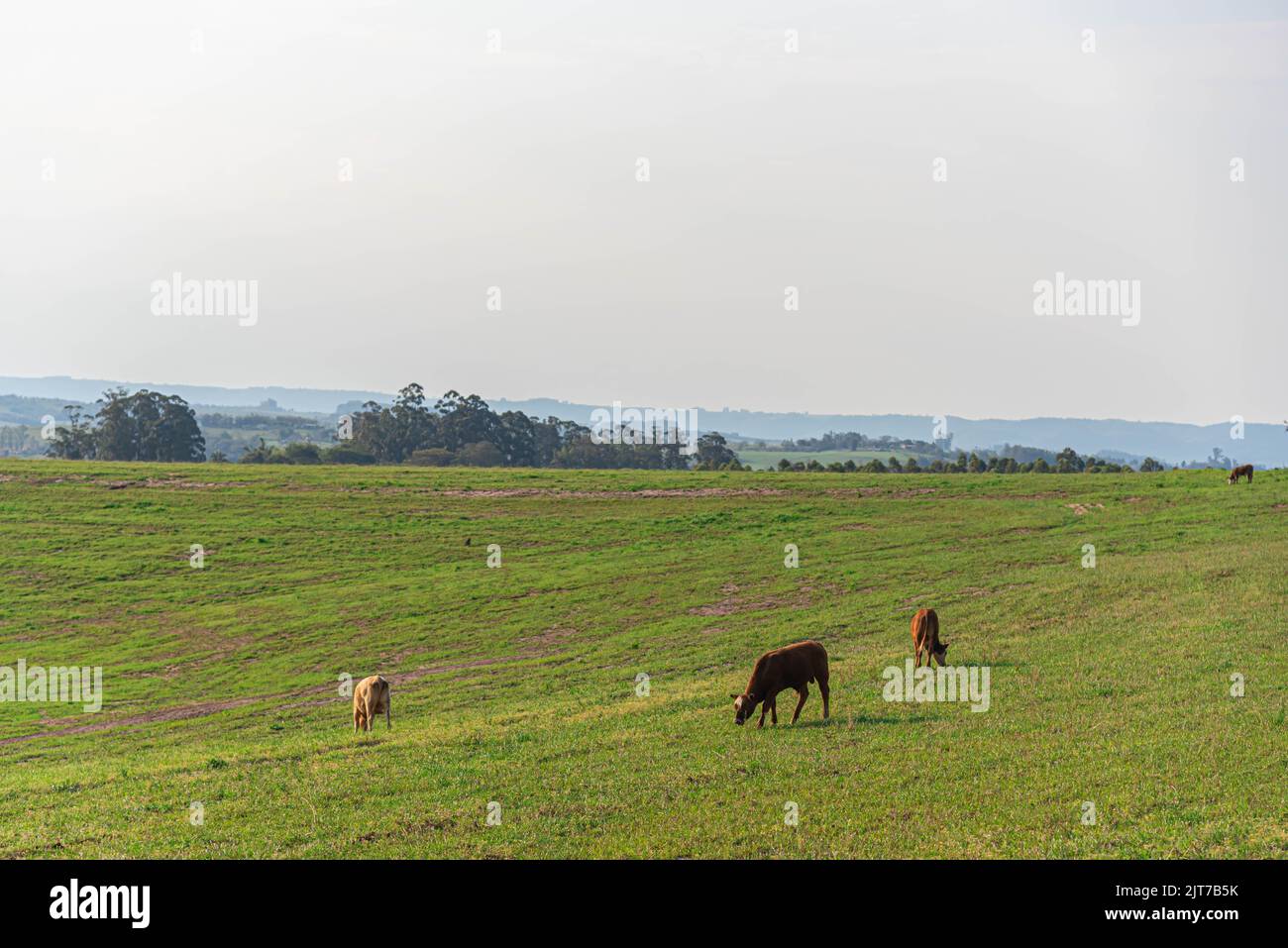 Para campos hi-res stock photography and images - Alamy