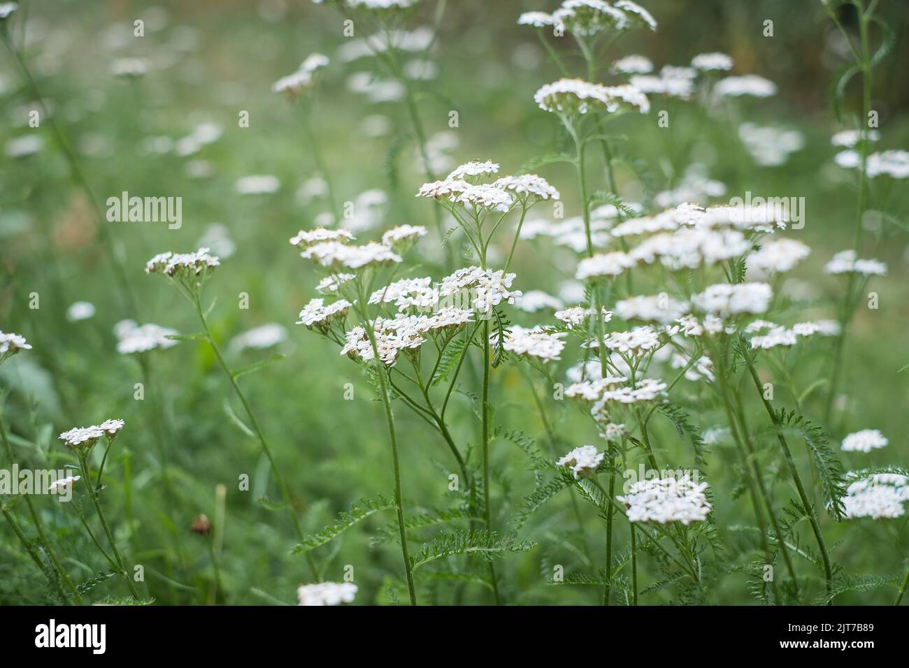 White yarrow flowers in green grass. Achillea millefolium. Stock Photo