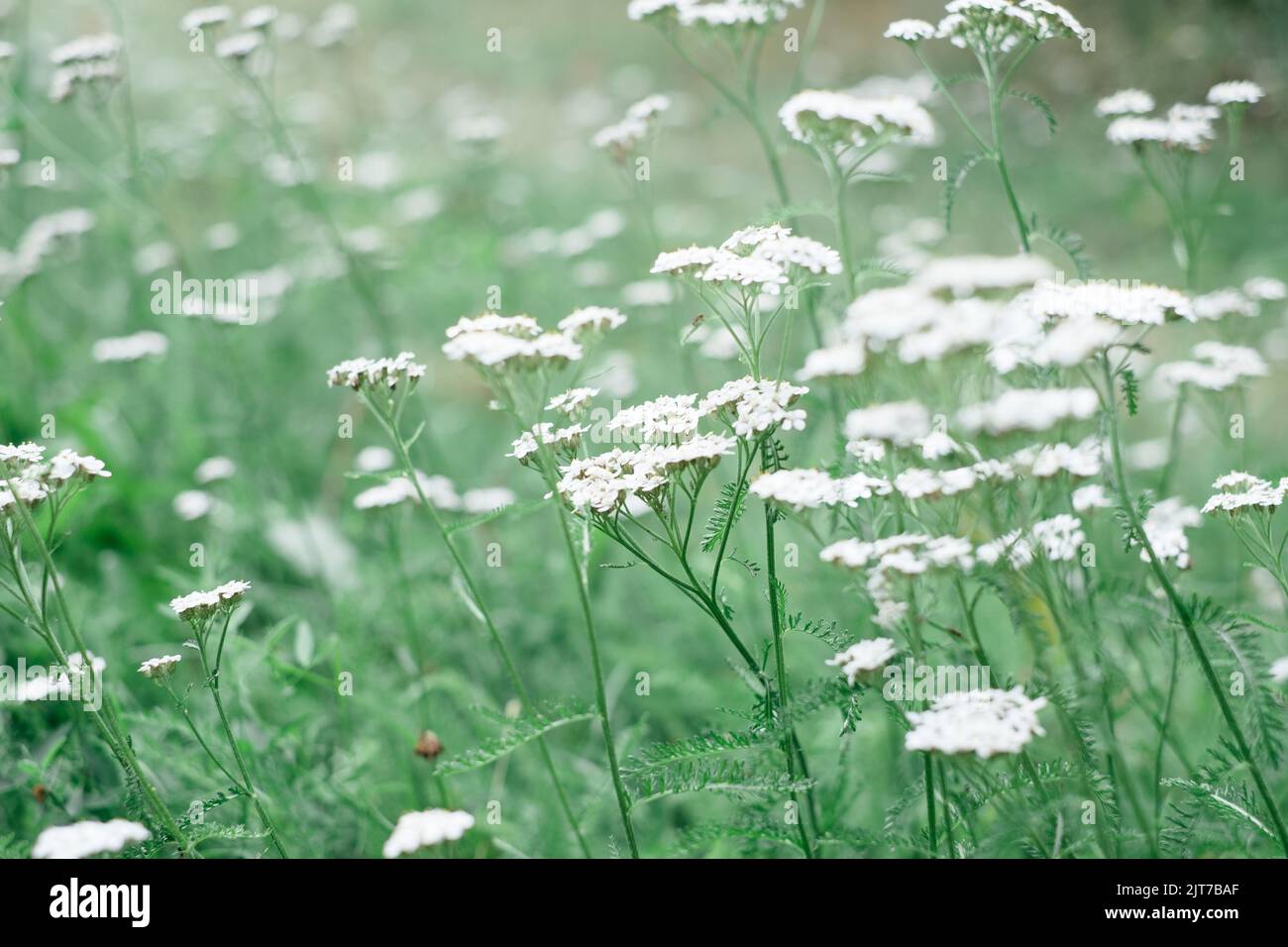 White yarrow flowers in green grass. Achillea millefolium. Stock Photo