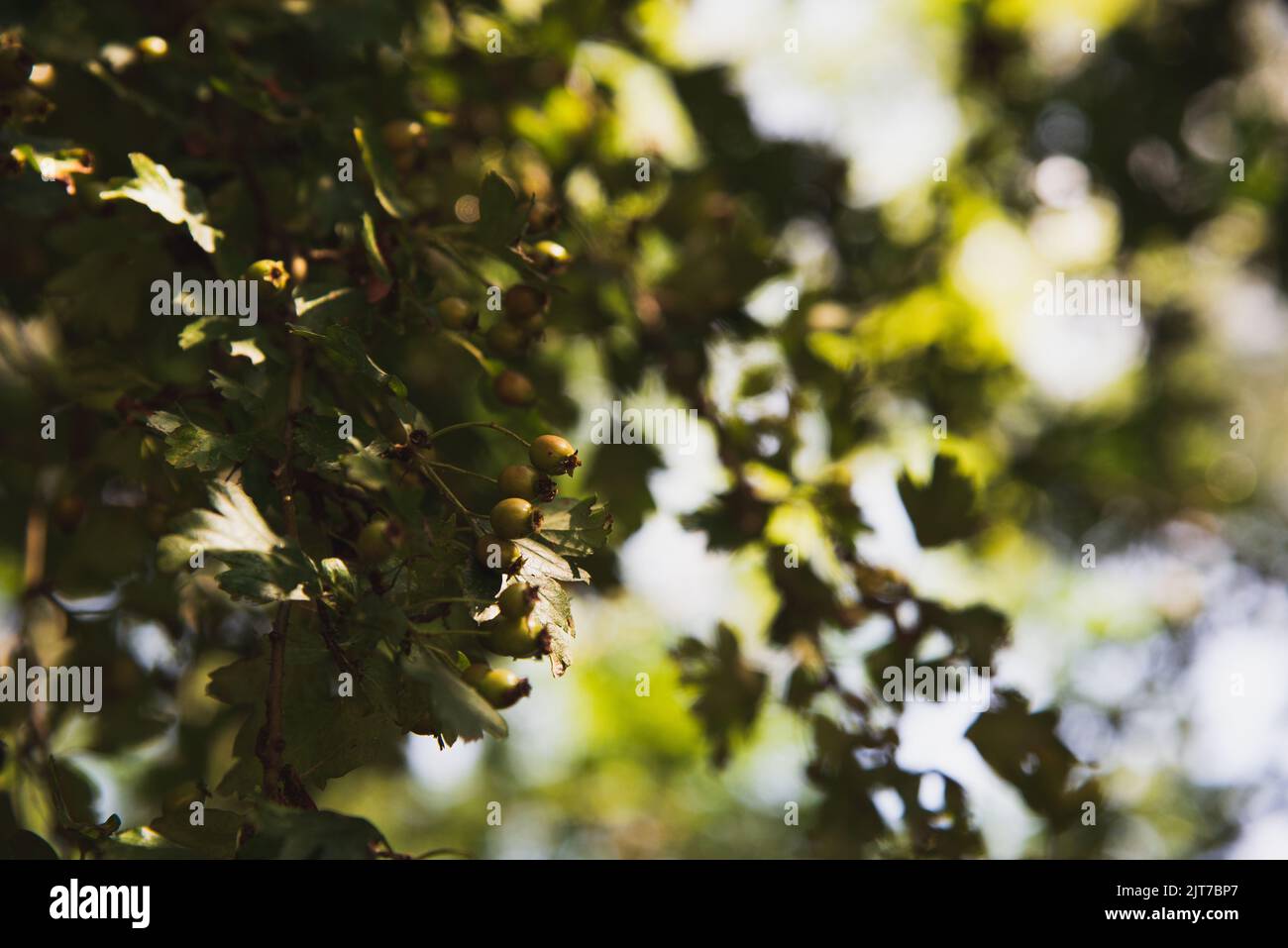 Berries growing on tree on lakeside shore during summer Stock Photo