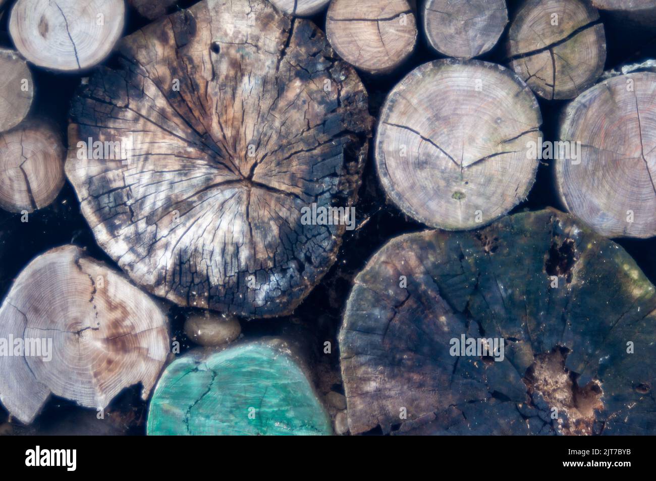 Pile logs on nature hi-res stock photography and images - Alamy