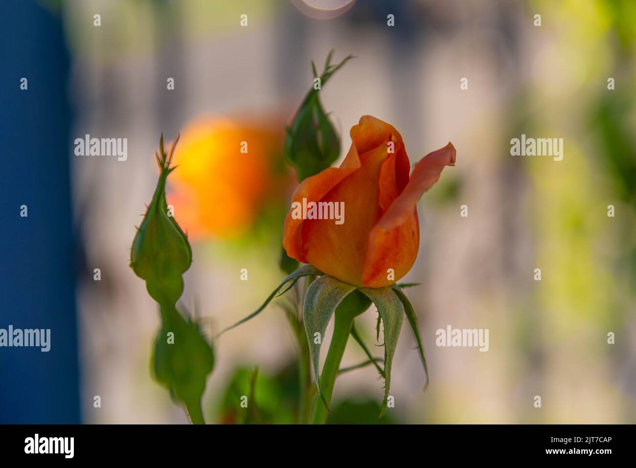 Flowering rose x grandiflora flower bud. Ornamental flowers. Roses form ...