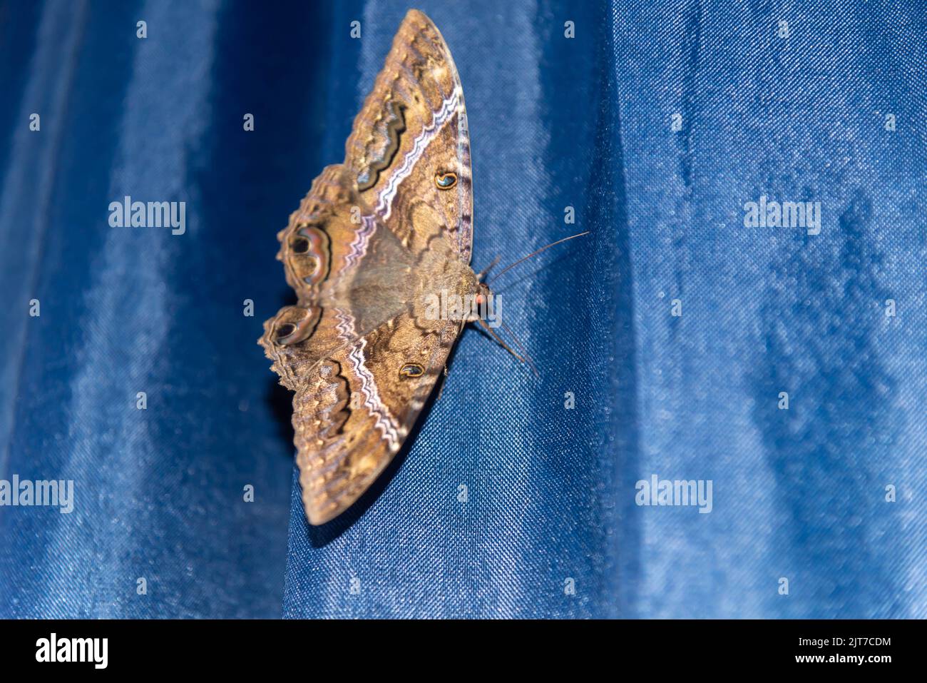 Giant moth on blue background. Moths are nocturnal butterflies, lepidopteran insects from the heterocerous division, which gather species of nocturnal Stock Photo