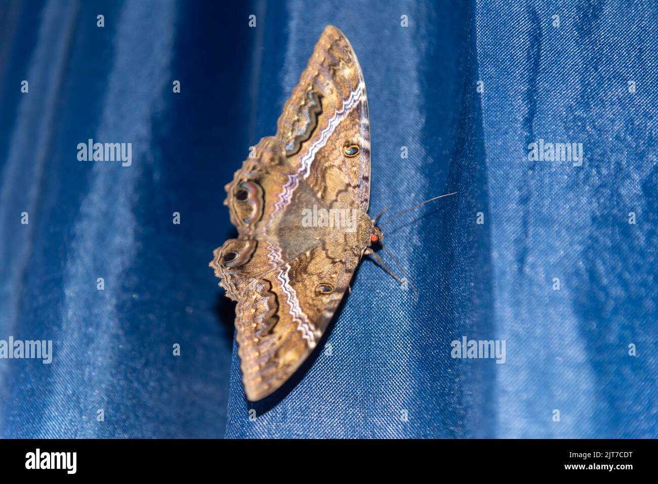 Giant moth on blue background. Moths are nocturnal butterflies, lepidopteran insects from the heterocerous division, which gather species of nocturnal Stock Photo