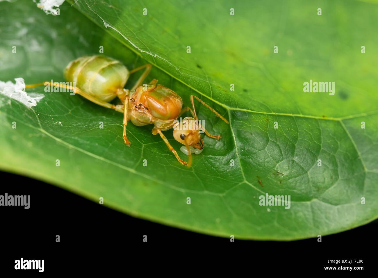 Queen of weaver ant with her eggs on the leaf. Selective focus used