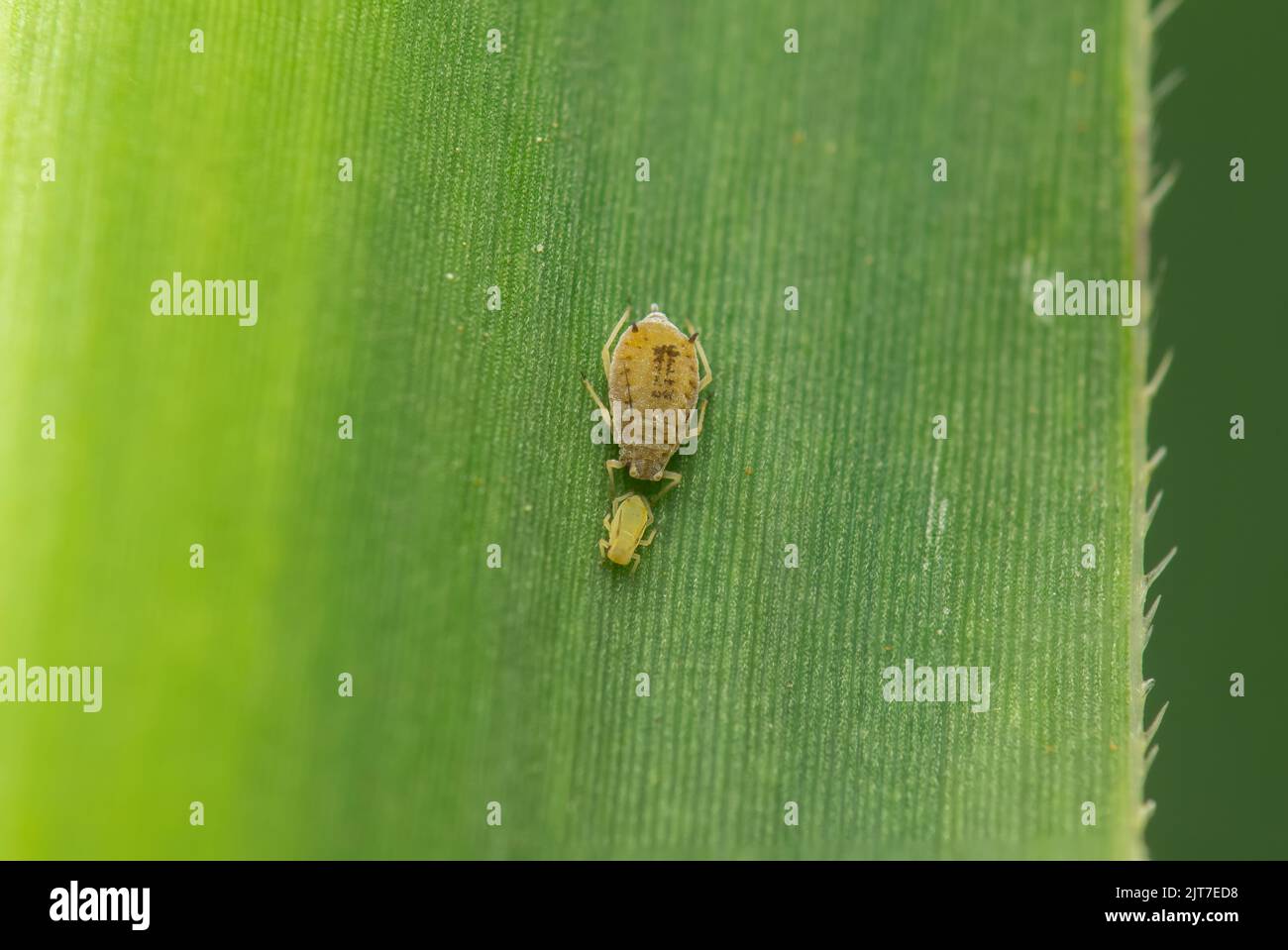 Sugarcane apdhid with young one on the sugarcane leaf. Its scientific name is Melanaphis sacchari which suck cell sap from leaf. Stock Photo
