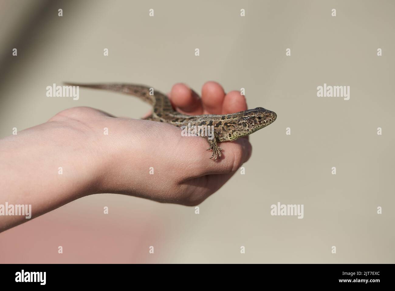 Child holding a lizard in his hands Stock Photo