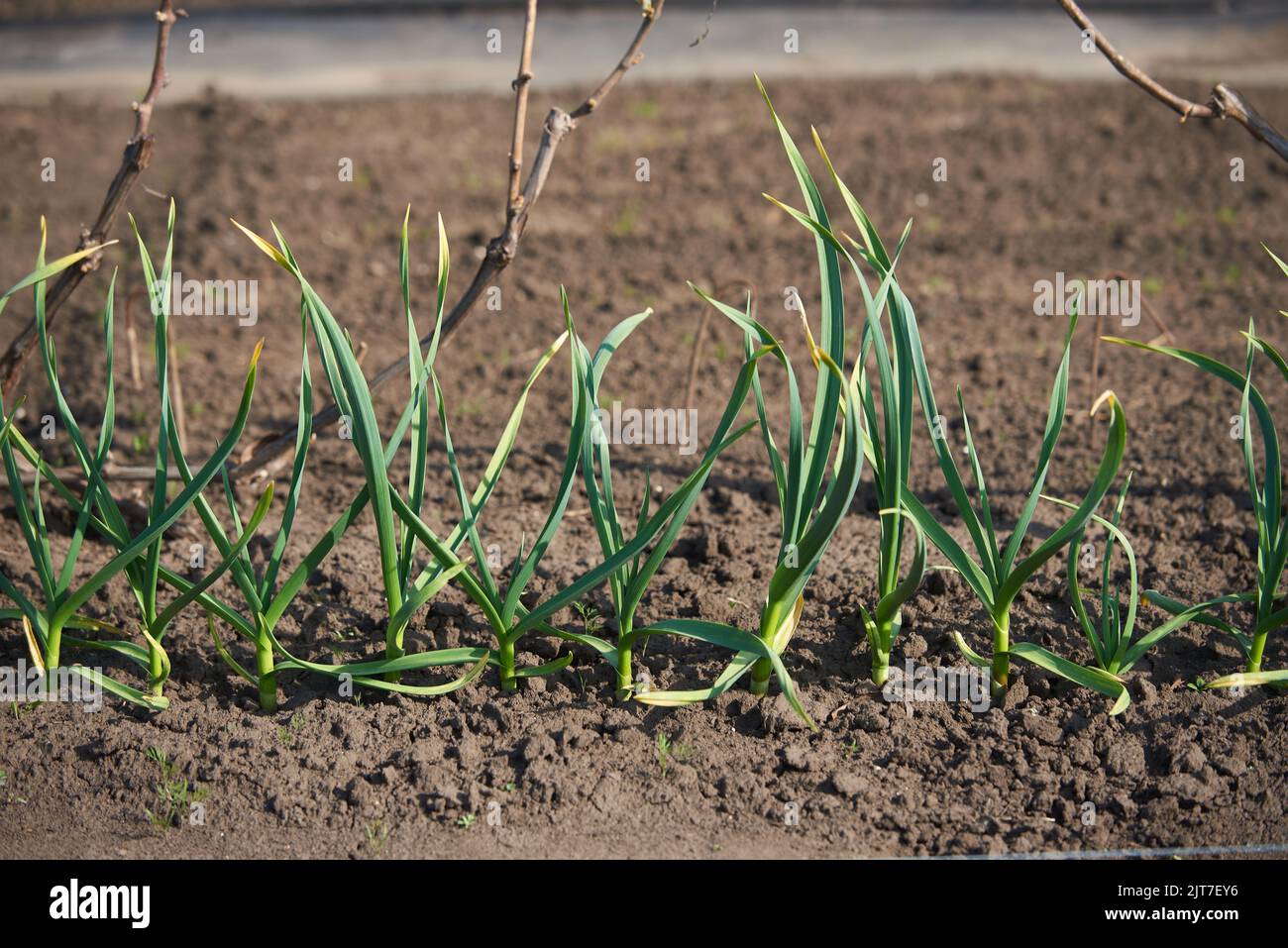 Green garlic sprouts growing in a vegetable garden Stock Photo