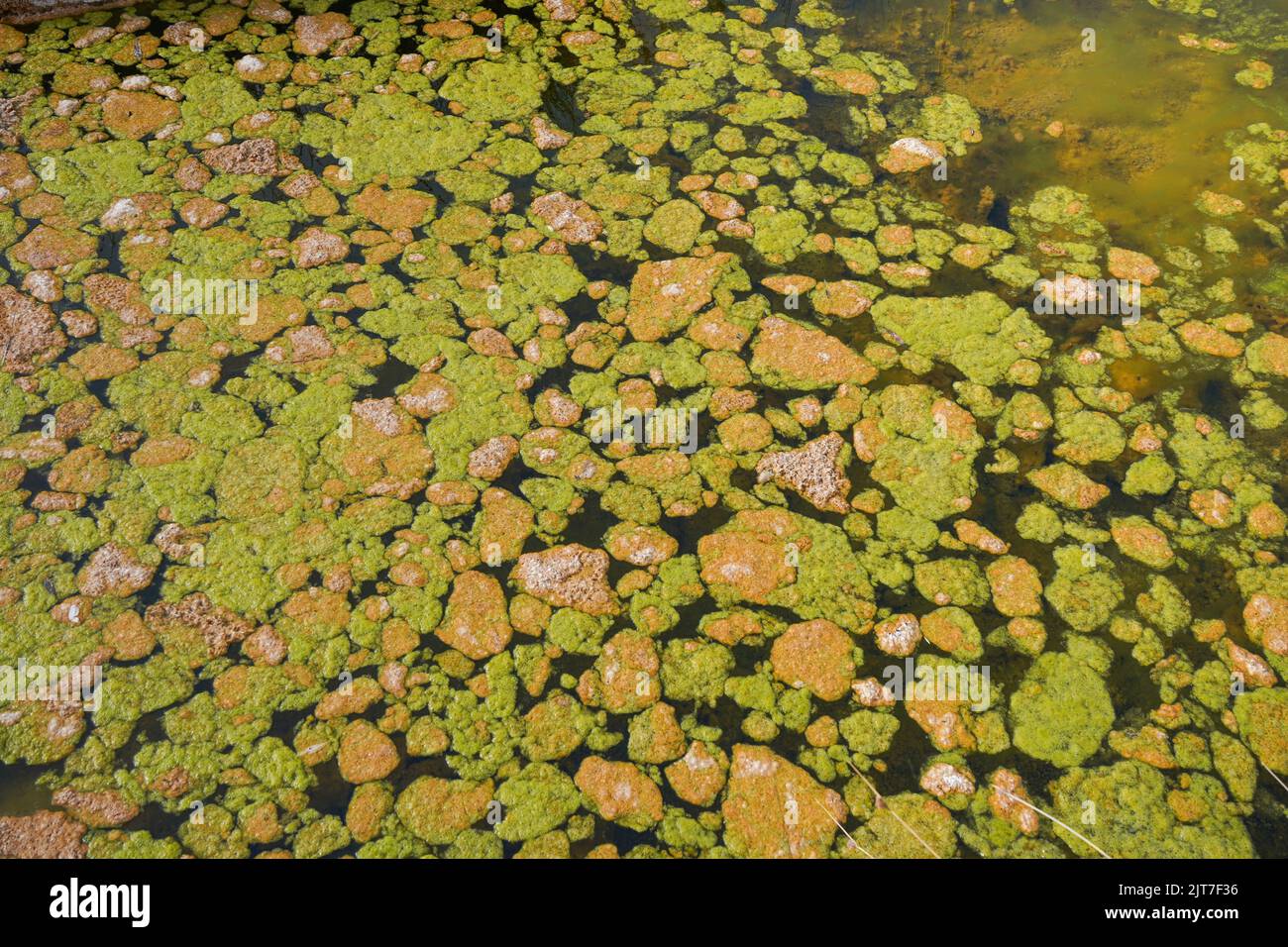 Blooming Green algae and Brown Algae on stagnated water surface in a river. Stock Photo