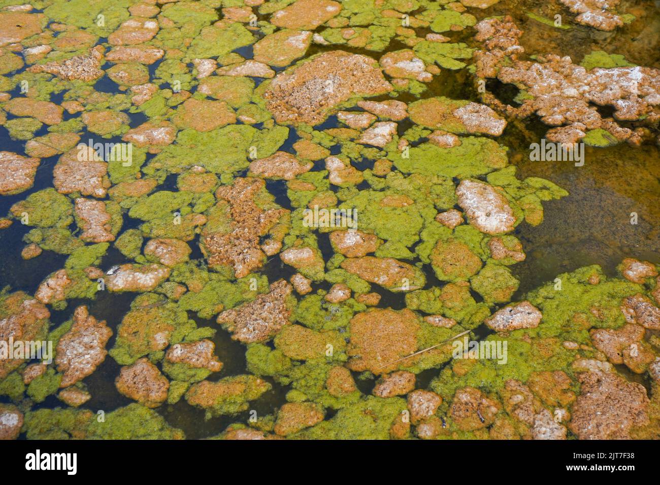 Blooming Green algae and Brown Algae on stagnated water surface in a river. Stock Photo