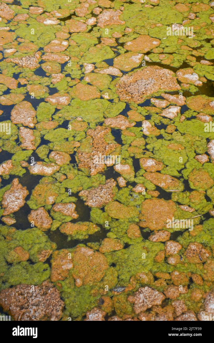 Blooming Green algae and Brown Algae on stagnated water surface in a