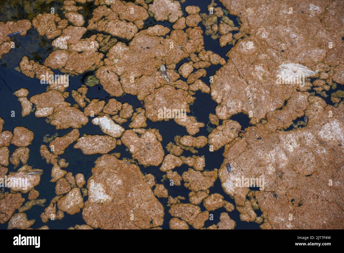 Blooming Brown Algae on stagnated water surface in a river. Stock Photo
