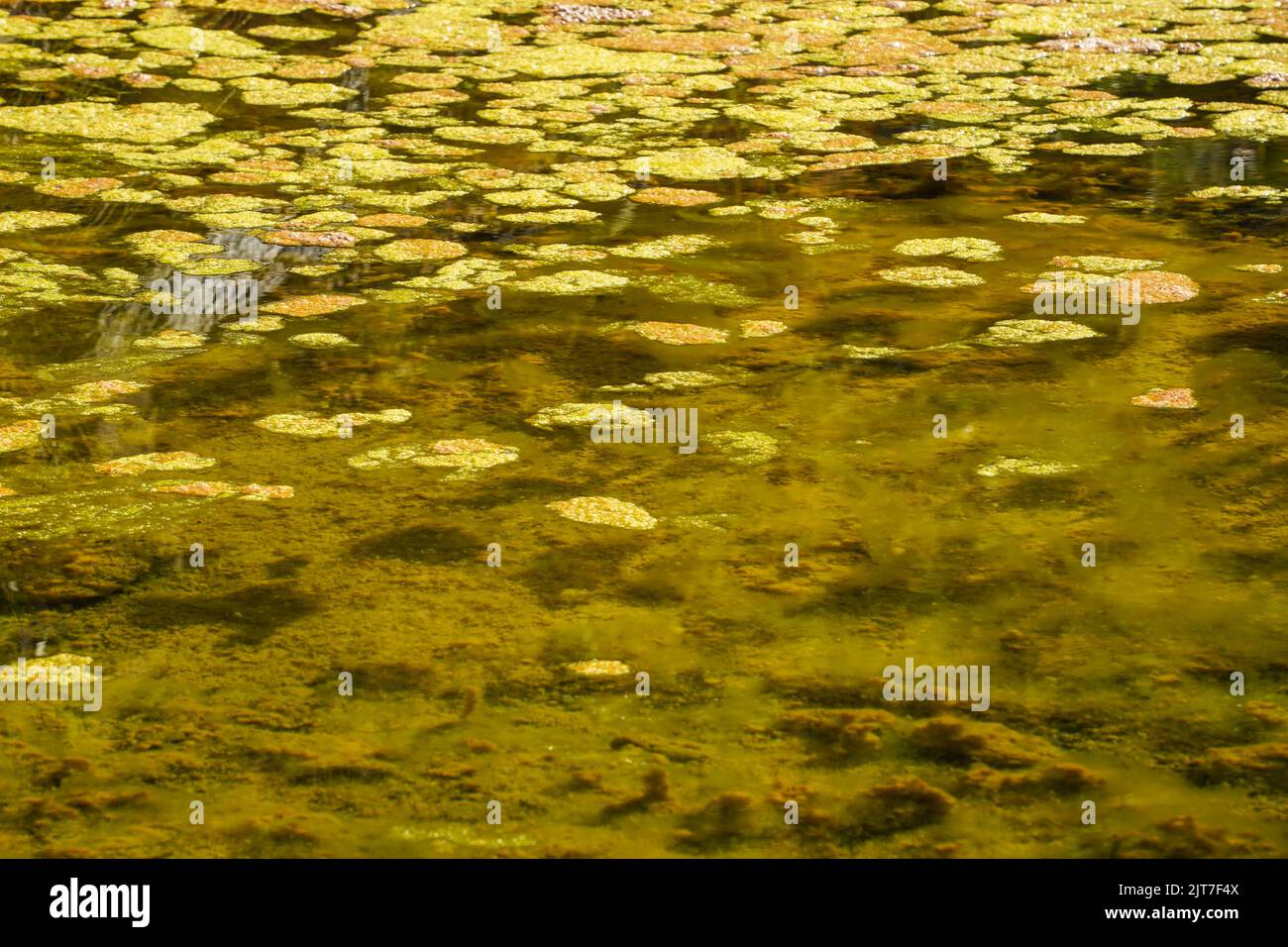 Blooming Green algae and Brown Algae on stagnated water surface in a river. Stock Photo