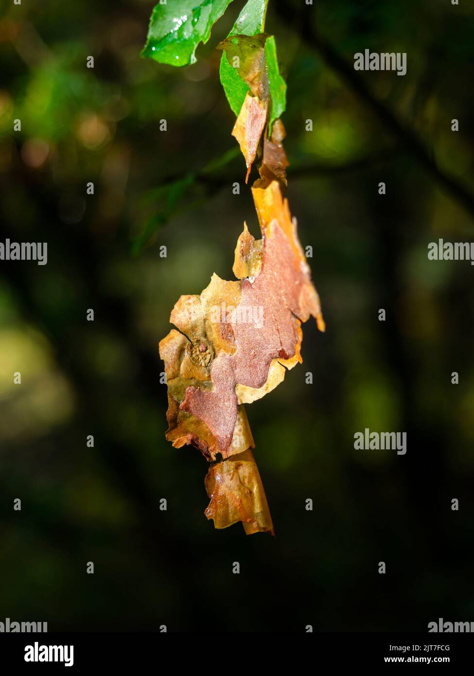 Early Autumn Fall season natural sign signs dried leaf leaves Stock Photo