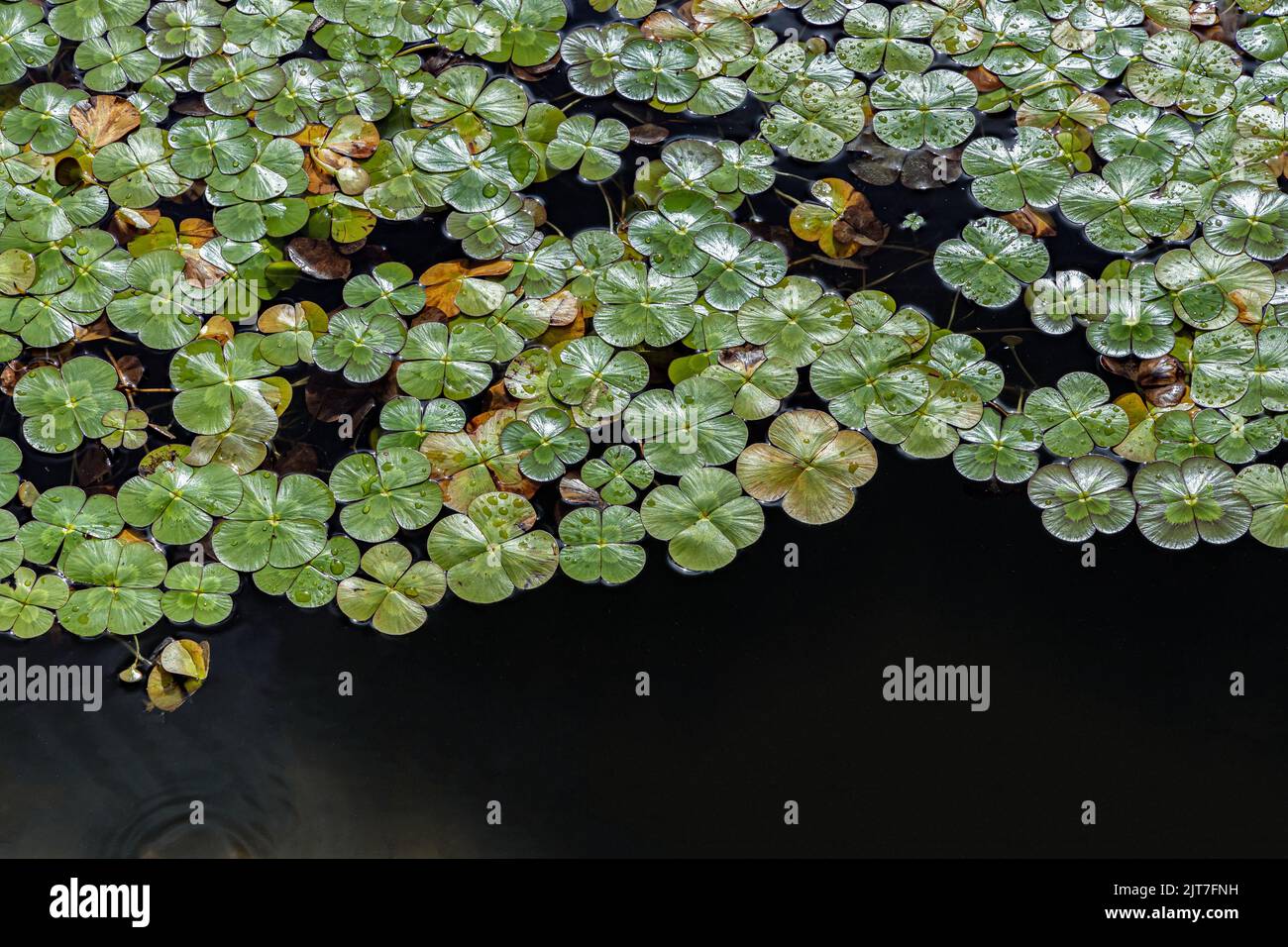 A closeup shot of water clover plants floating on the water in Hawaii Stock Photo